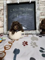 Poodle boy, a male Poodle - Toy  for sale in Valley Head, AL – 1 of 3