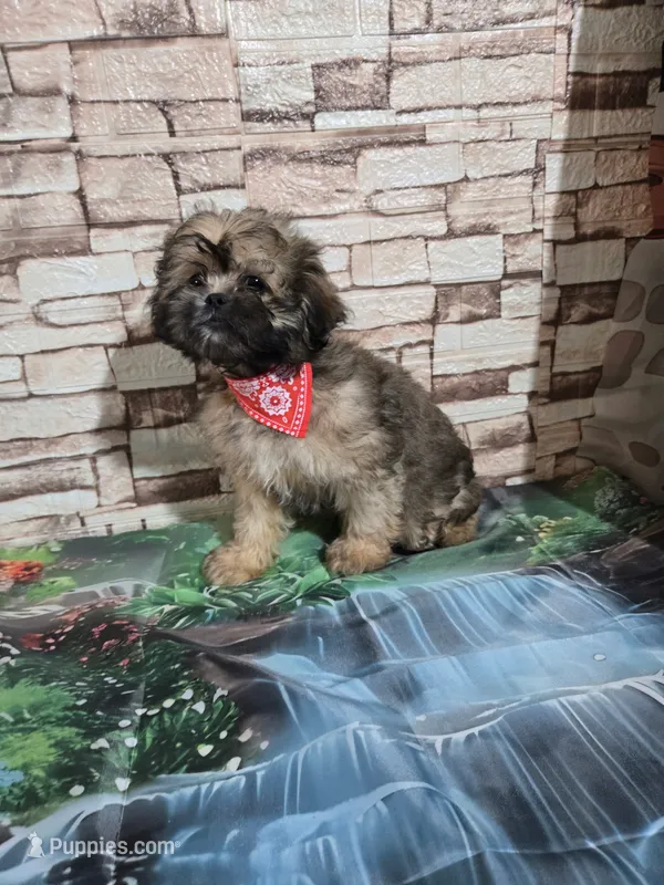 Peekapoo boy  – Peekapoo puppy for sale in Valley Head, AL