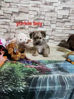 Brown boy, a male Yorkshire Terrier for sale in Valley Head, AL – 2 of 2