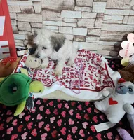 Pebbles boy, a male Poodle - Toy  for sale in Valley Head, AL – Photo 4 of 4