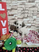 Pebbles boy, a male Poodle - Toy  for sale in Valley Head, AL – Photo 1 of 4