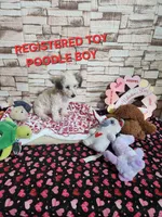 Pebbles boy, a male Poodle - Toy  for sale in Valley Head, AL – Photo 3 of 4