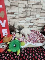 Pebbles boy, a male Poodle - Toy  for sale in Valley Head, AL – Photo 2 of 4