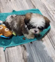 Malti-zu boy, a male Maltese for sale in Valley Head, AL – 5 of 5