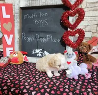 Blonde boy , a male Maltipoo for sale in Valley Head, AL – Photo 2 of 4