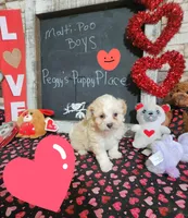 Blonde boy , a male Maltipoo for sale in Valley Head, AL – Photo 3 of 4