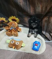 Pebbles boy #2, a male Poodle - Toy  for sale in Valley Head, AL – 4 of 4