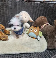 Boy shorkie #1, a male Shorkie for sale in Valley Head, AL – 2 of 4