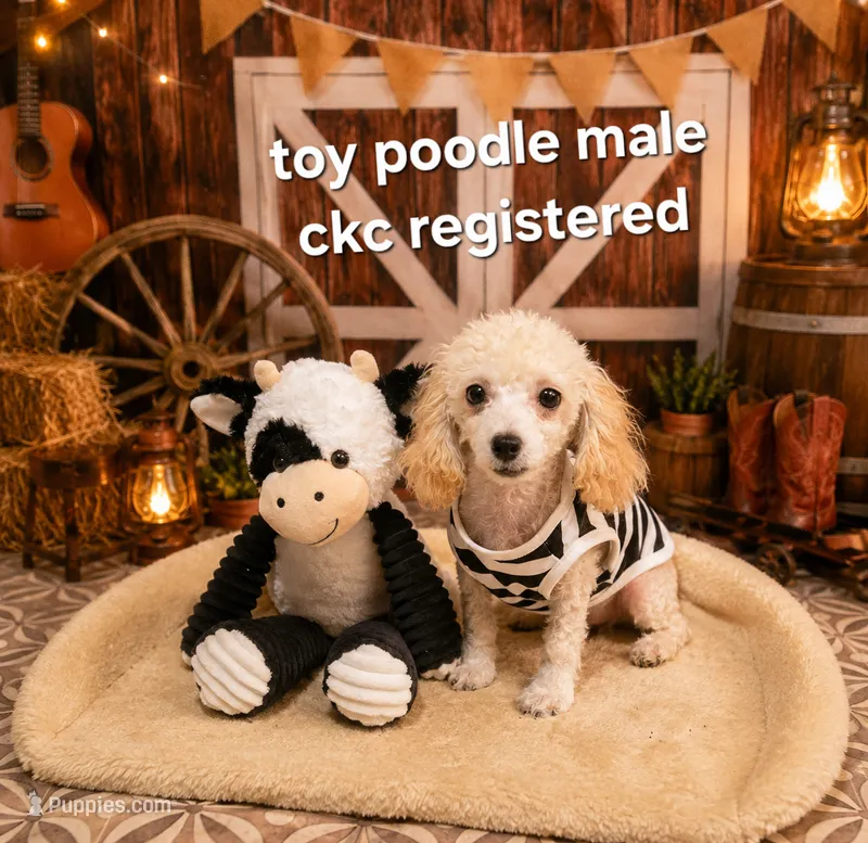 Tiny boy – Poodle - Toy  puppy for sale in Valley Head, AL