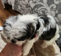 Shih-tzu girl #1, a female Shih Tzu for sale in Valley Head, AL – 2 of 3
