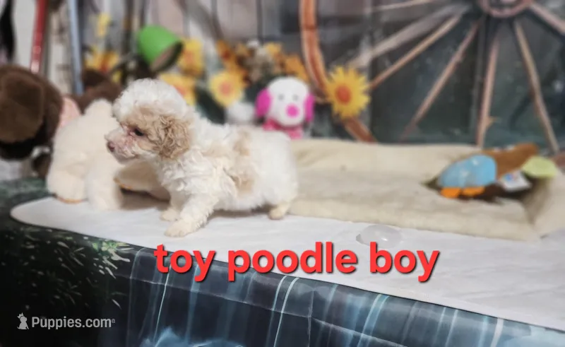 Dolly's blonde boy – Poodle - Toy  puppy for sale in Valley Head, AL