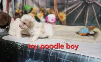 Dolly's blonde boy, a male Poodle - Toy  for sale in Valley Head, AL – Photo 1 of 4