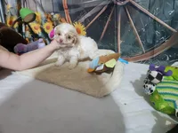 Dolly's blonde boy, a male Poodle - Toy  for sale in Valley Head, AL – Photo 2 of 4
