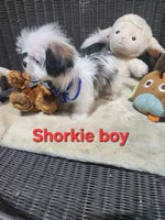 Boy shorkie #1, a male Shorkie for sale in Valley Head, AL – 3 of 4