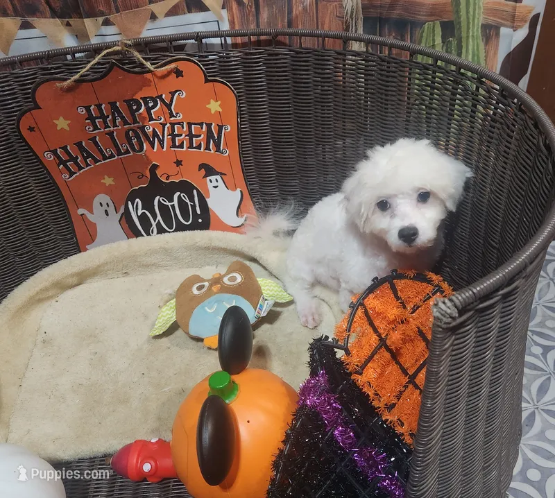 Sweet boy  – Maltipoo puppy for sale in Valley Head, AL