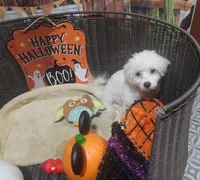 Sweet boy , a male Maltipoo for sale in Valley Head, AL – 1 of 4