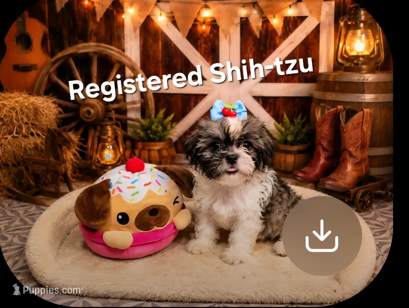 Shih-tzu #4 girl – Shih Tzu puppy for sale in Valley Head, AL