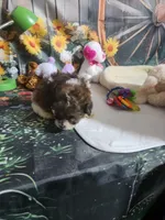 Dolly's brown and white, a male Poodle - Toy  for sale in Valley Head, AL – Photo 3 of 4