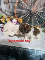 Dolly's brown and white, a male Poodle - Toy  for sale in Valley Head, AL – Photo 2 of 4