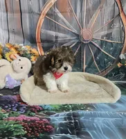 Dolly's brown and white, a male Poodle - Toy  for sale in Valley Head, AL – 2 of 4