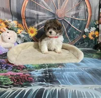 Dolly's brown and white, a male Poodle - Toy  for sale in Valley Head, AL – 3 of 4