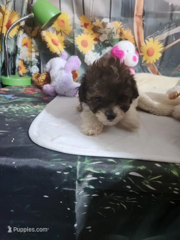 Dolly's brown and white – Poodle - Toy  puppy for sale in Valley Head, AL