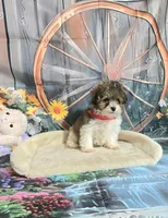 Dolly's brown and white, a male Poodle - Toy  for sale in Valley Head, AL – 4 of 4