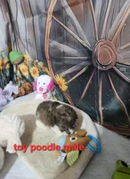 Dolly's brown and white, a male Poodle - Toy  for sale in Valley Head, AL – Photo 1 of 4