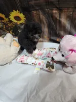 Pebbles girl, a female Poodle - Toy  for sale in Valley Head, AL – 5 of 6