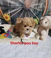 Sadie's boy, a male Shorkie for sale in Valley Head, AL – Photo 2 of 3