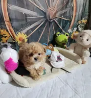 Sadie's boy, a male Shorkie for sale in Valley Head, AL – Photo 1 of 3