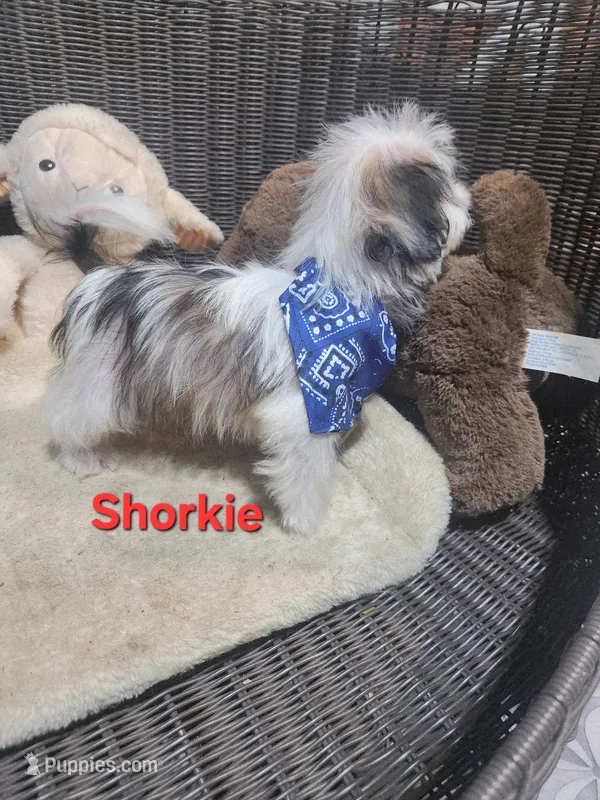 Boy shorkie #1 – Shorkie puppy for sale in Valley Head, AL