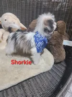 Boy shorkie #1, a male Shorkie for sale in Valley Head, AL – 1 of 4