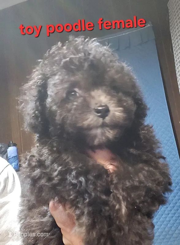 Pebbles girl – Poodle - Toy  puppy for sale in Valley Head, AL