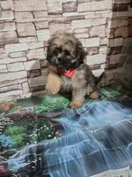Peekapoo boy , a male Peekapoo for sale in Valley Head, AL – 2 of 2