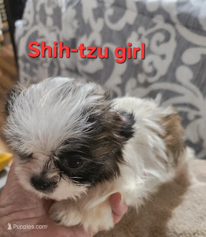 Shih-tzu girl #2 – Shih Tzu puppy for sale in Valley Head, AL