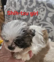 Shih-tzu girl #2, a female Shih Tzu for sale in Valley Head, AL – 1 of 3