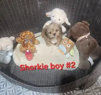 Shorkie boy #2 , a male Shorkie for sale in Valley Head, AL – 2 of 4