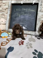 Poodle boy, a male Poodle - Toy  for sale in Valley Head, AL – 3 of 3
