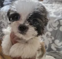 Shih-tzu girl #2, a female Shih Tzu for sale in Valley Head, AL – 2 of 3