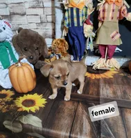 Tiny pea, a female Chorkie for sale in Valley Head, AL – Photo 3 of 3