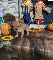 Tiny pea, a female Chorkie for sale in Valley Head, AL – Photo 2 of 3