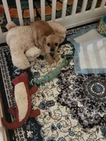 Tiny pea, a female Chorkie for sale in Valley Head, AL – Photo 1 of 3