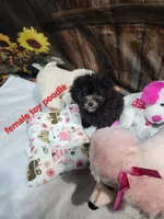 Pebbles girl, a female Poodle - Toy  for sale in Valley Head, AL – 3 of 6