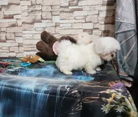 Zoey boy, a male Shih Tzu for sale in Valley Head, AL – 4 of 5