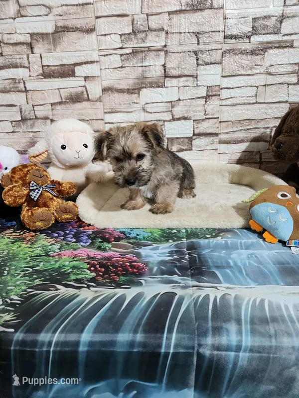 Brown boy, a male Yorkshire Terrier for sale in Valley Head, AL – 1 of 2