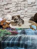 Brown boy, a male Yorkshire Terrier for sale in Valley Head, AL – 1 of 2