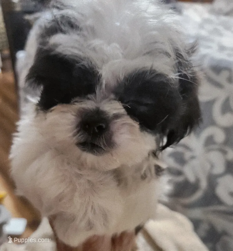 Shih-tzu girl #1 – Shih Tzu puppy for sale in Valley Head, AL