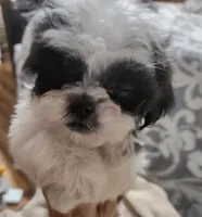 Shih-tzu girl #1, a female Shih Tzu for sale in Valley Head, AL – 1 of 3