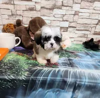 Malti-zu boy, a male Maltese for sale in Valley Head, AL – 4 of 5